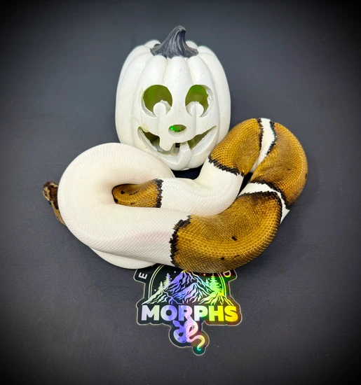 Orange Dream Pinstripe Piebald Ball Python by Elevated Morphs
