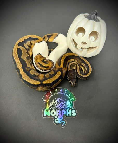 Piebald Ball Python by Elevated Morphs