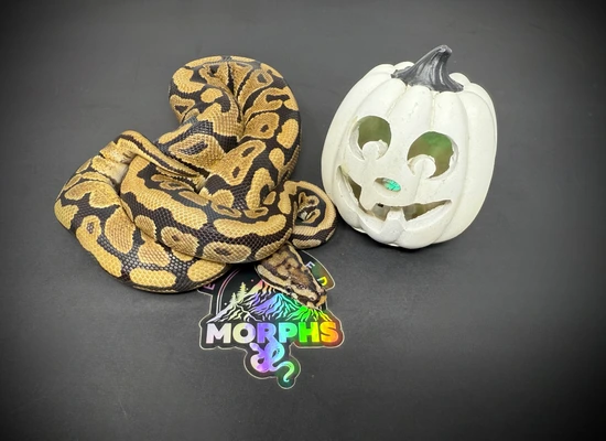 Spotnose 66% Het Clown Ball Python by Elevated Morphs