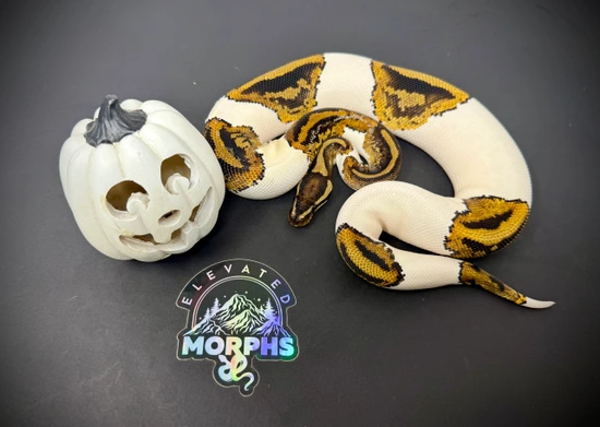Yellow Belly Pie Ball Python by Elevated Morphs
