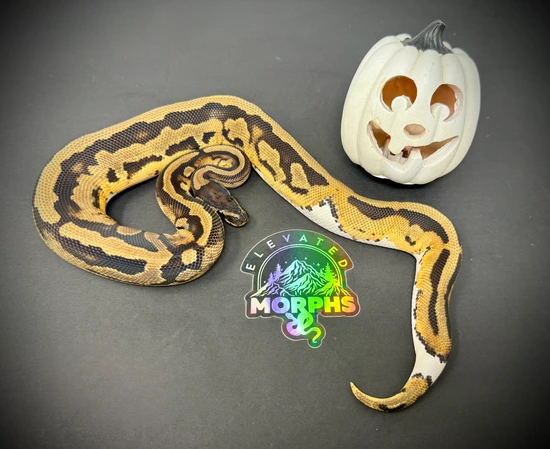 Pie Ball Python by Elevated Morphs