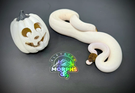 Cinnamon Yellow Belly Pie Ball Python by Elevated Morphs