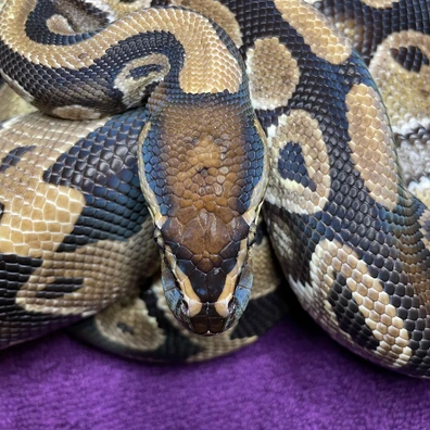 Asphalt/yellow Belly Het Clown Het Pie Ball Python - male for sale from E.D Exoticz