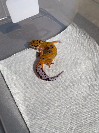 Clown X Atomic Leopard Gecko by Quanta Geckos