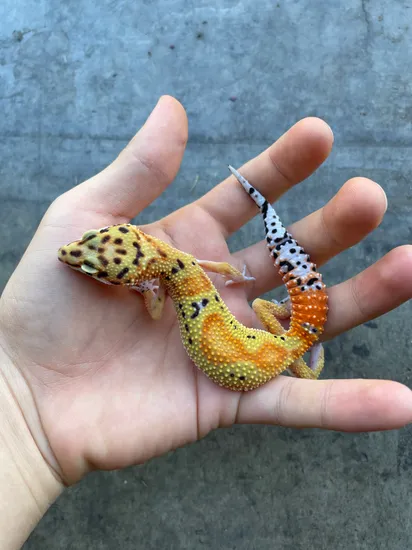 Atomic/Clown/G Leopard Gecko by Quanta Geckos