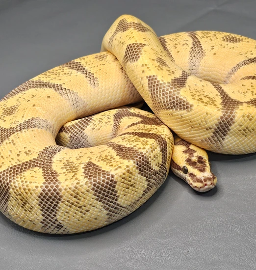 Super Enchi Super OD Firefly 50% Het Cryptic Ball Python by Elm City ...