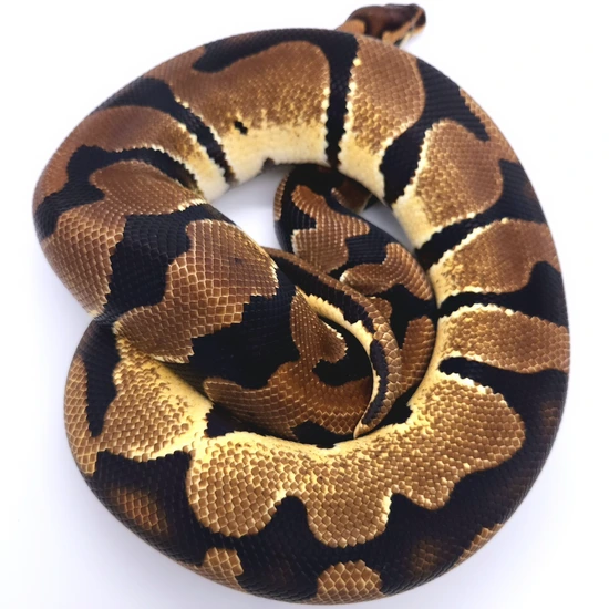 Krg Ball Python 💥 RTB KRG OD Het Ultramel! Ball Python by EmbersBallPythons