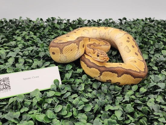 Special Clown Ball Python by Emerald Exxxotics