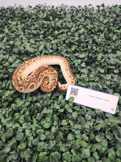 Cypress Special Clown Ball Python by Emerald Exxxotics