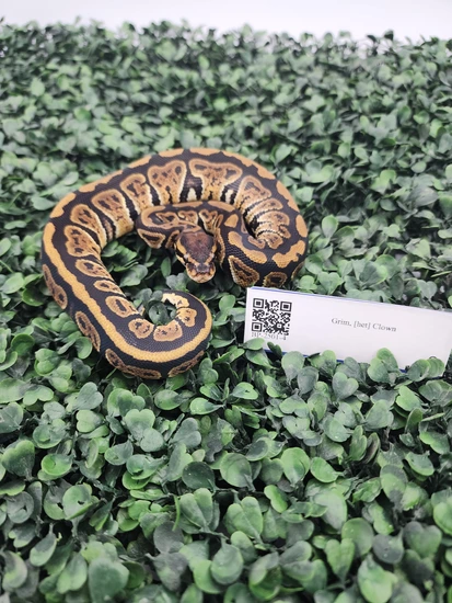 Grim Pos Het Clown Ball Python by Emerald Exxxotics