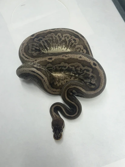 BLK Pastel/ Pastel Leopard 100% Het Pied Ball Python by Crystal Ball ...