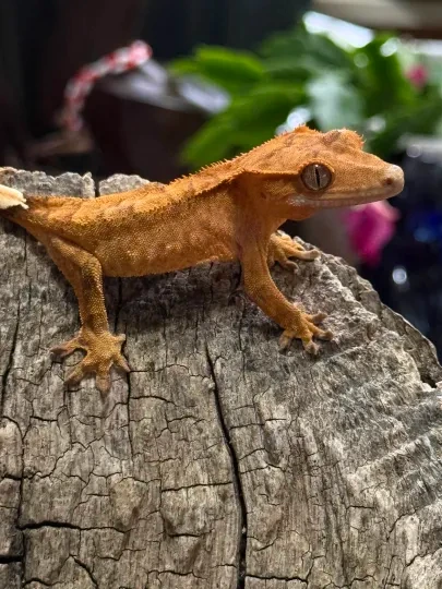 Strudel, Riddle X Firefly Crested Gecko by Emiko's Geckos LLC