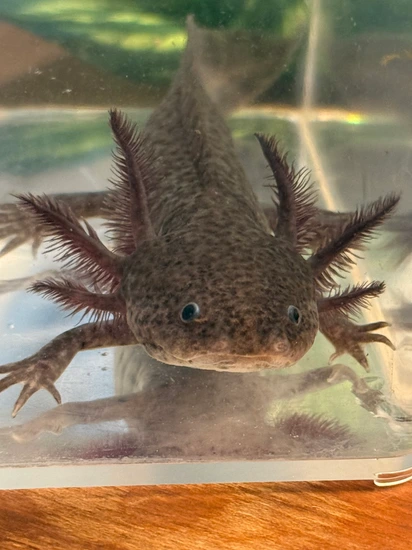Les jouets pour axolotls : quels sont les meilleurs ? - Axolotl-Group