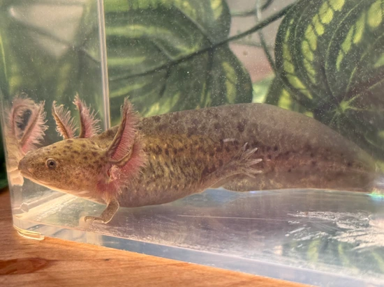 Lot De 2 Jouets Axolotl à Presser - Animaux Anti-Stress En Forme D'Axolotl - Couleur Aléatoire - Jeu Sensoriel Et Cadeau