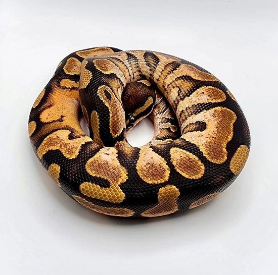 **REDUCED PRICE!!** Calico OD YB 100% Het Pied Ball Python by A&E Pythons