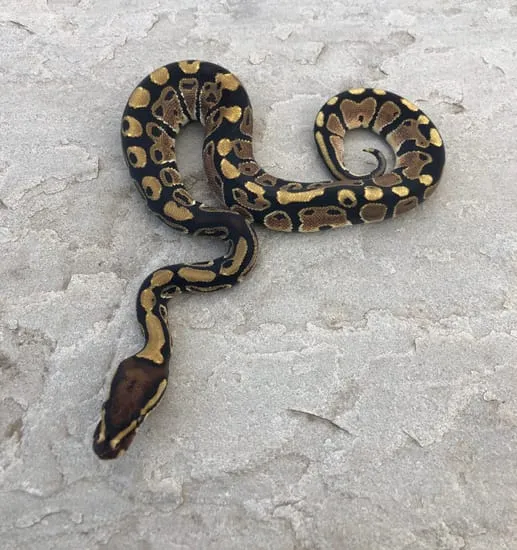 Normal Het Ultramel 66% Het Pied Ball Python by Emperor Pythons