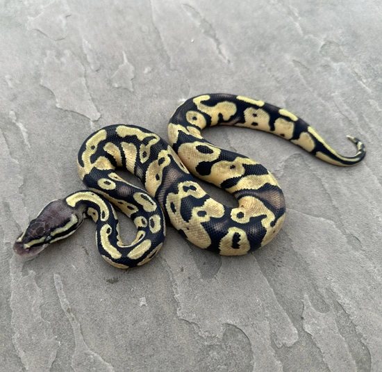 Pastel Het Dreamsicle 100% Het Pied 100% Het Lavender Albino (JKR Line ...