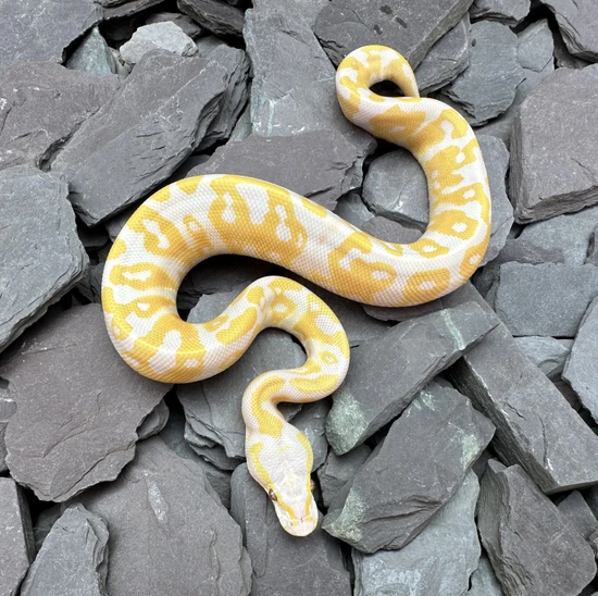 Super Pastel Lavender Albino 100% Het Pied (JKR Line) Ball Python by ...