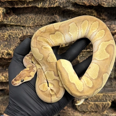 OrangeDream Mojave Clown Ball Python - female for sale from Emsworth Reptiles