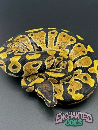 100% Het Clown Ball Python by Enchanted Coils