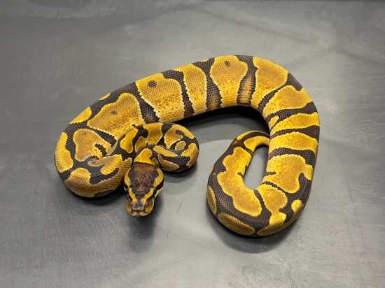 Painted Python's Enchi Het Paint Ball Python by Enigmatic Reptiles LLC