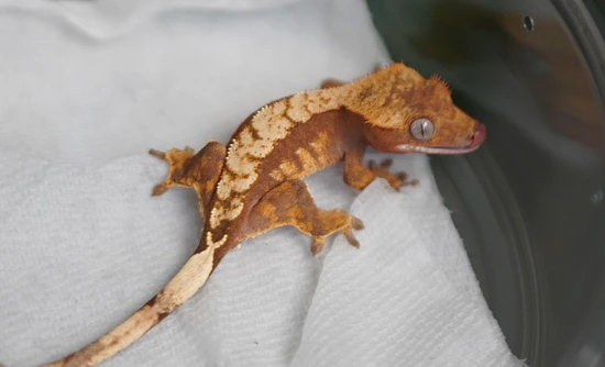 Red Harlequin - Crested Gecko