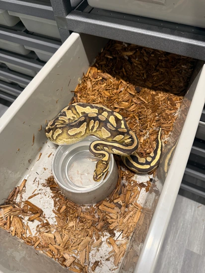 Fire Female Ball Python Fire Yb Dh Clown Pied Female Ball Python by EpicMorph