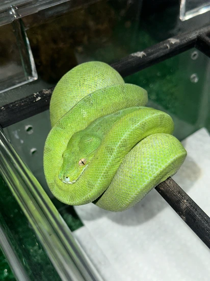 Red Neo Jayapura Green Tree Python by Garden of Eden Exotics