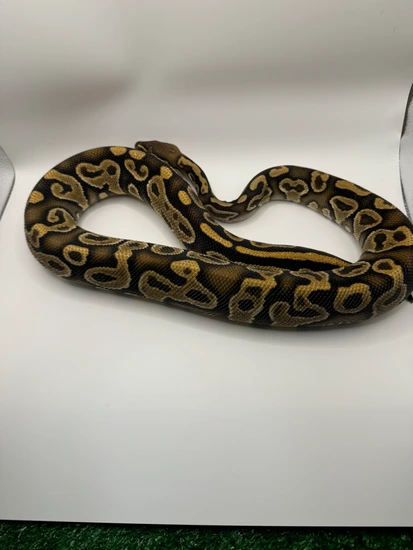 Hurricane Yellow Belly Ball Python by Garden of Eden Exotics