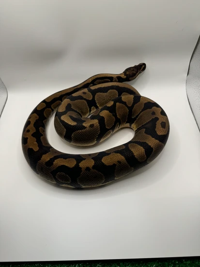 Acid Ball Python by Garden of Eden Exotics