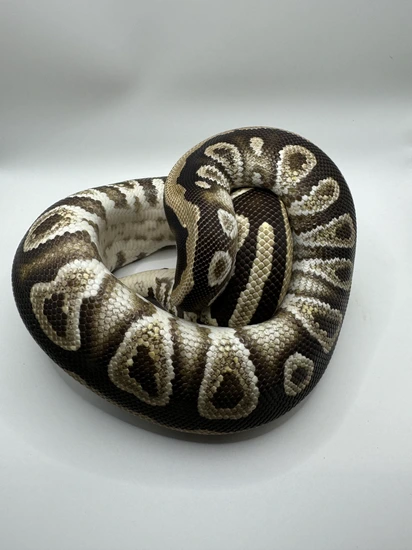 Spotnose Cypress Het Clown Ball Python by Garden of Eden Exotics