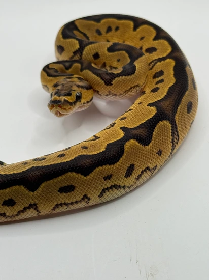 Calico Garden Fase Python Calico Leopard Clown Het Axanthic Ball Python by Garden of Eden Exotics
