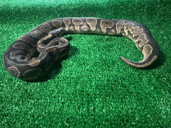 Calico Garden Fase Python Calico Het Clown Het Axanthic Ball Python by Garden of Eden Exotics