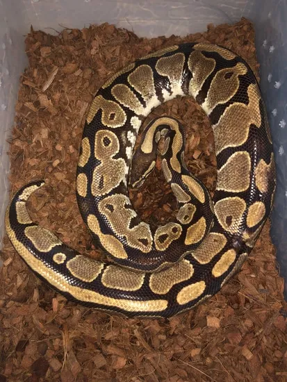 Huge Normal Ball Python by Toasty Exotics