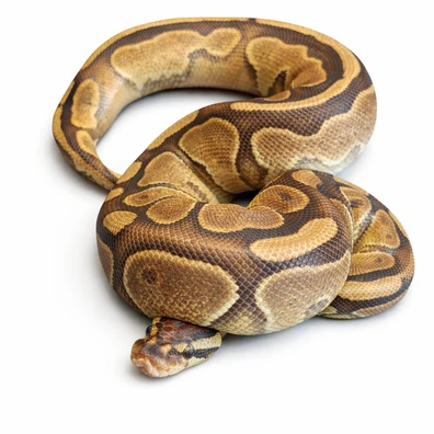 Cinnamon Enchi Fire Pos. Het Piebald, Pos Helt Albino Ball Python - female for sale from Fairytail Pythons