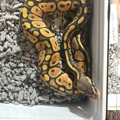 Pastel Mandarin (Het) Hypo Ball Python - female for sale from SnakesmorphsNL