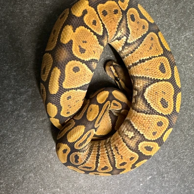 Mandarin Hypo Ball Python - female for sale from SnakesmorphsNL