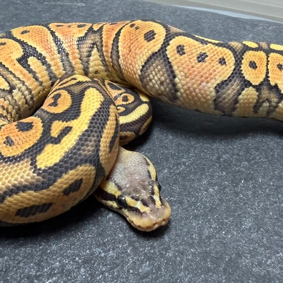 Pastel Nr Mandarin Hypo Ball Python - female for sale from SnakesmorphsNL