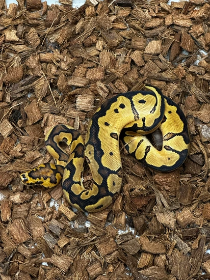 Red Stripe Yellow Belly Clown Ball Python by Clutch Bros Ball Pythons