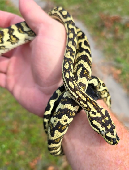 Carpondro 25% Other Carpet Python by Herpmerchant