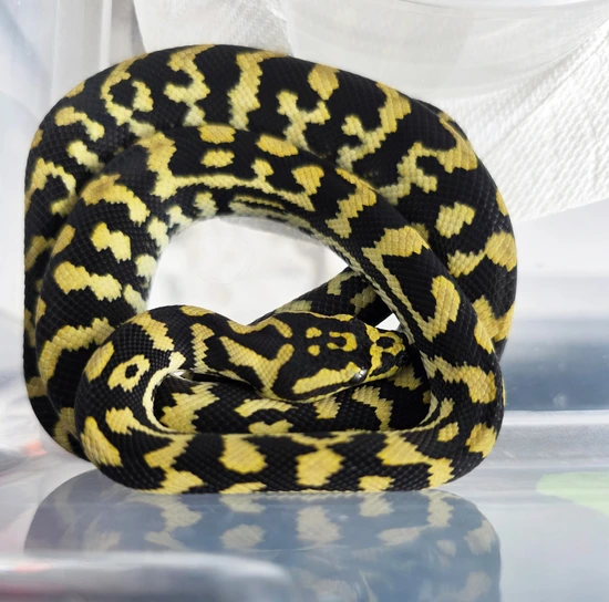2025 Jungle Carpet Python (F) by Herpmerchant