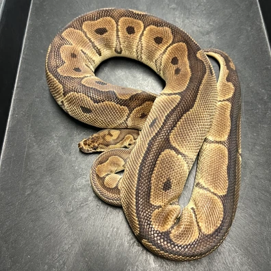 0.1 Clown Rtb Proven Ball Python - female for sale from Euphoria Ball Pythons