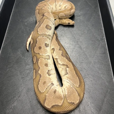 0.1 Fire CLOWN RTB PROVEN Ball Python - female for sale from Euphoria Ball Pythons