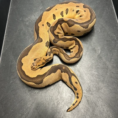 0.1 Leopard CLOWN RTB PROVEN Ball Python - female for sale from Euphoria Ball Pythons