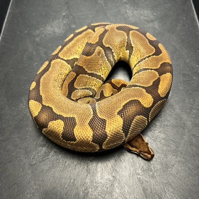 0.1 Enchi Dh DG / CLOWN RTB PROVEN Ball Python - female for sale from Euphoria Ball Pythons