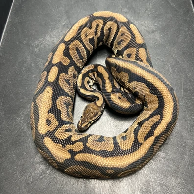 0.1 Black Pastel Het Pied (Dinker?) Ball Python - female for sale from Euphoria Ball Pythons