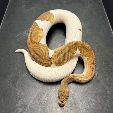 0.1 Fire CLOWN PIED Ball Python - unknown for sale from Euphoria Ball Pythons