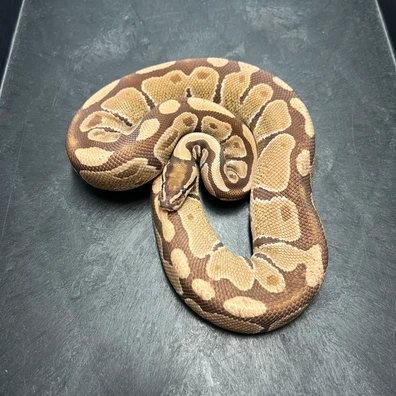 1.0 Monarch Proven Ball Python - male for sale from Euphoria Ball Pythons