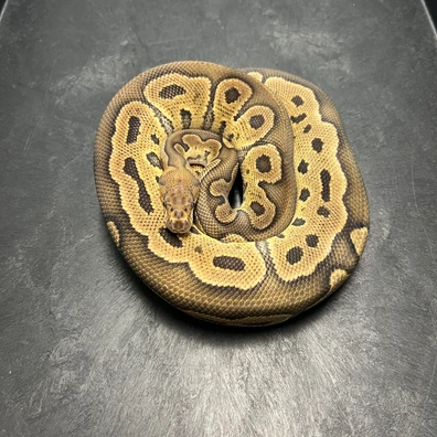 1.0 GHI CLOWN Het DG Ball Python - male for sale from Euphoria Ball Pythons