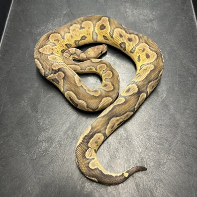 1.0 GHI CLOWN Het HYPO (OG LINE) Ball Python - male for sale from Euphoria Ball Pythons